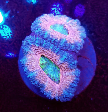 Pixie Dust Acans