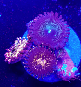 Pink & Gold + Green People Eater Zoa Combo