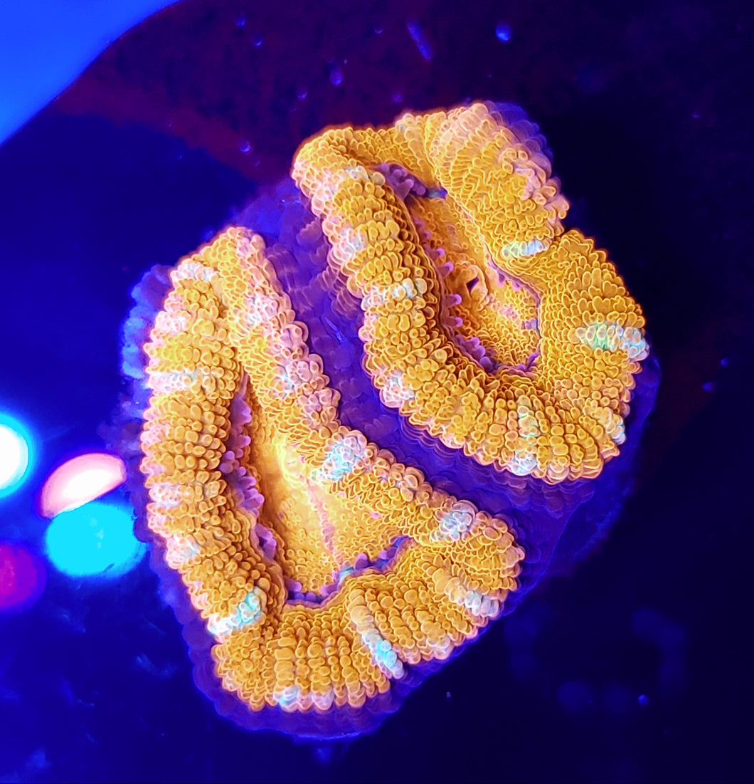 Ultra Red & White Stripe Acans