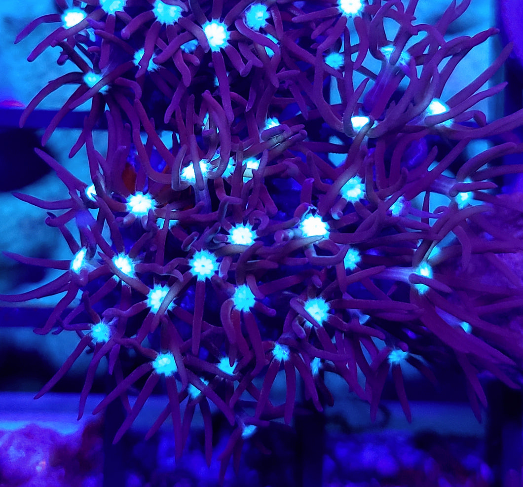 Blue Star Polyp Frag