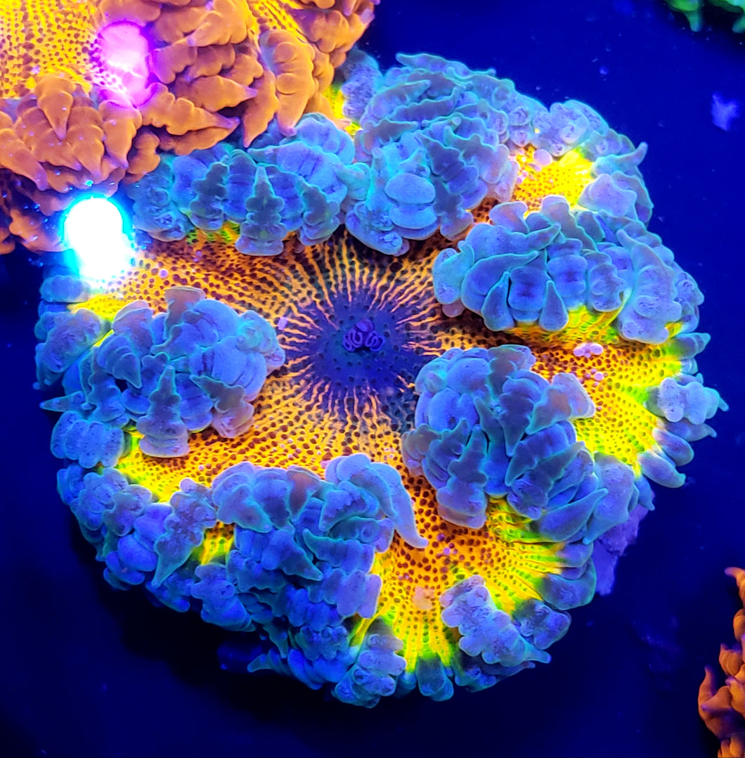 Tie-dye Center Rainbow Flower Anemone
