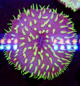 Ultra Green Tentacle Plate Coral