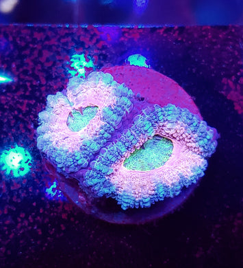 Pixie Dust Acans