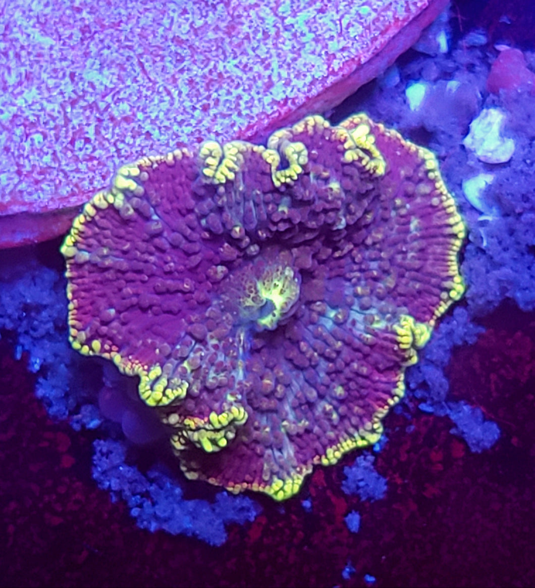 Neon Rim Purple Mushroom
