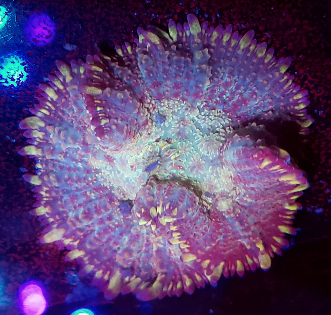 Purple Tip Rhodactis Mushroom