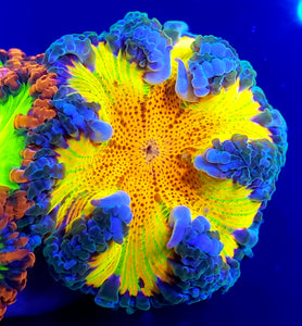 Ultra Rainbow Flower Anemone
