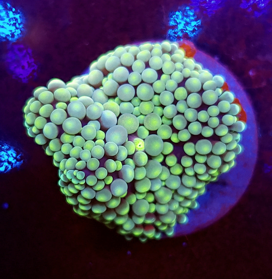 Green Ricordea Mushroom