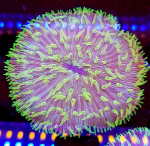 Green Tentacle Plate Coral
