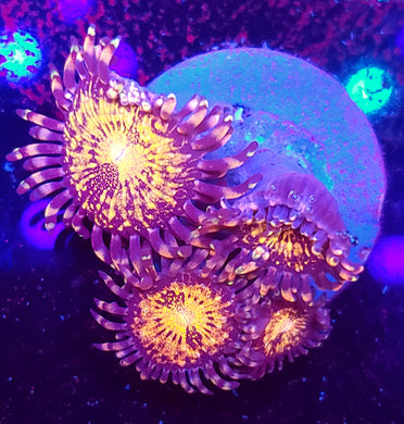 Pink N Gold Zoas