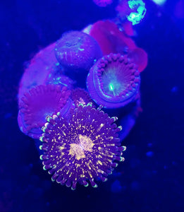 Pink N Gold + Green People Eater Zoa Combo