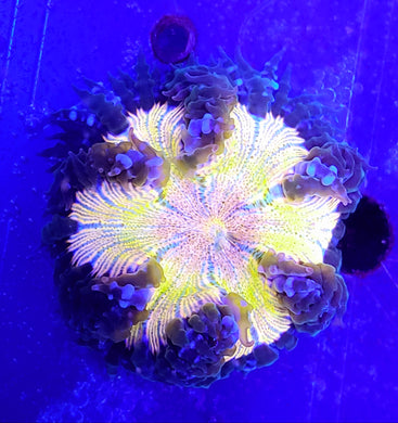 Pinstripe Rainbow Chrome Flower Anemone