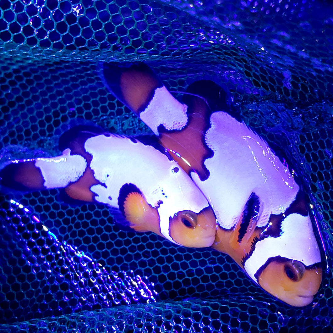 SA Extreme Black Ice Clownfish