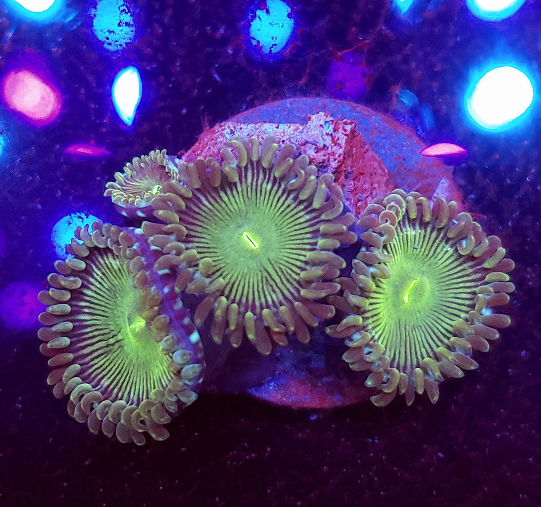 Green People Eater Zoas