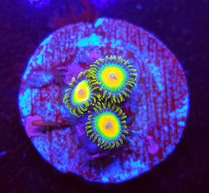 Rasta Zoas