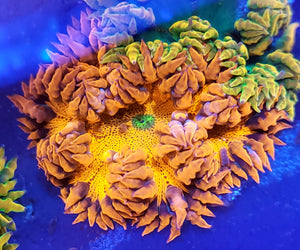 Ultra Solid Red Green Mouth Flower Anemone