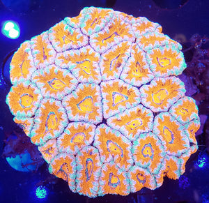 Ultra Acan Colony