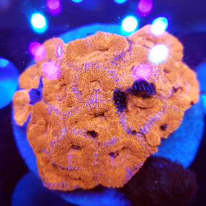 Ultra Red Acan Colony