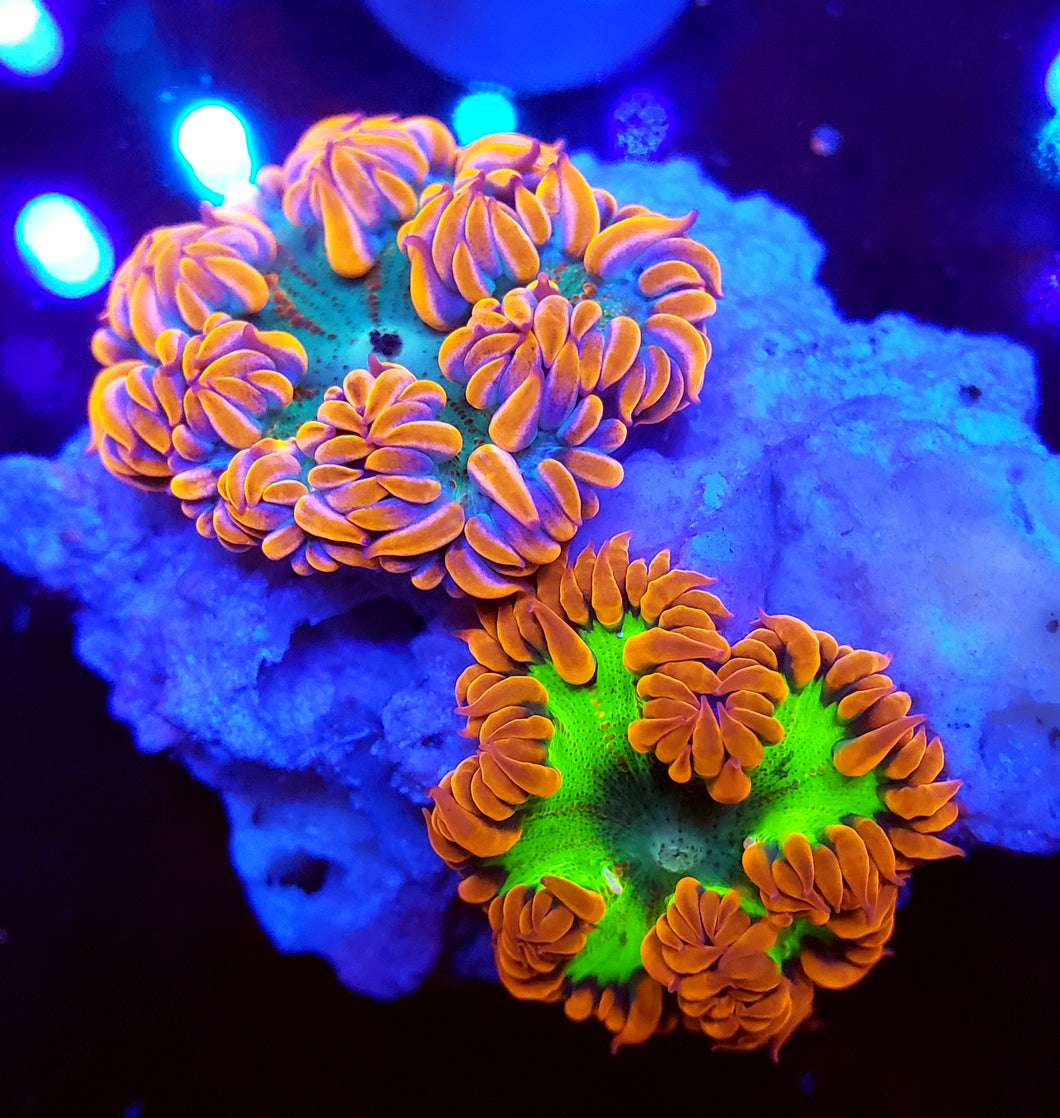 Ultra Flower Anemone Rock