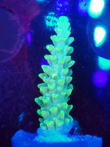 CD Lighting Bolt Acro