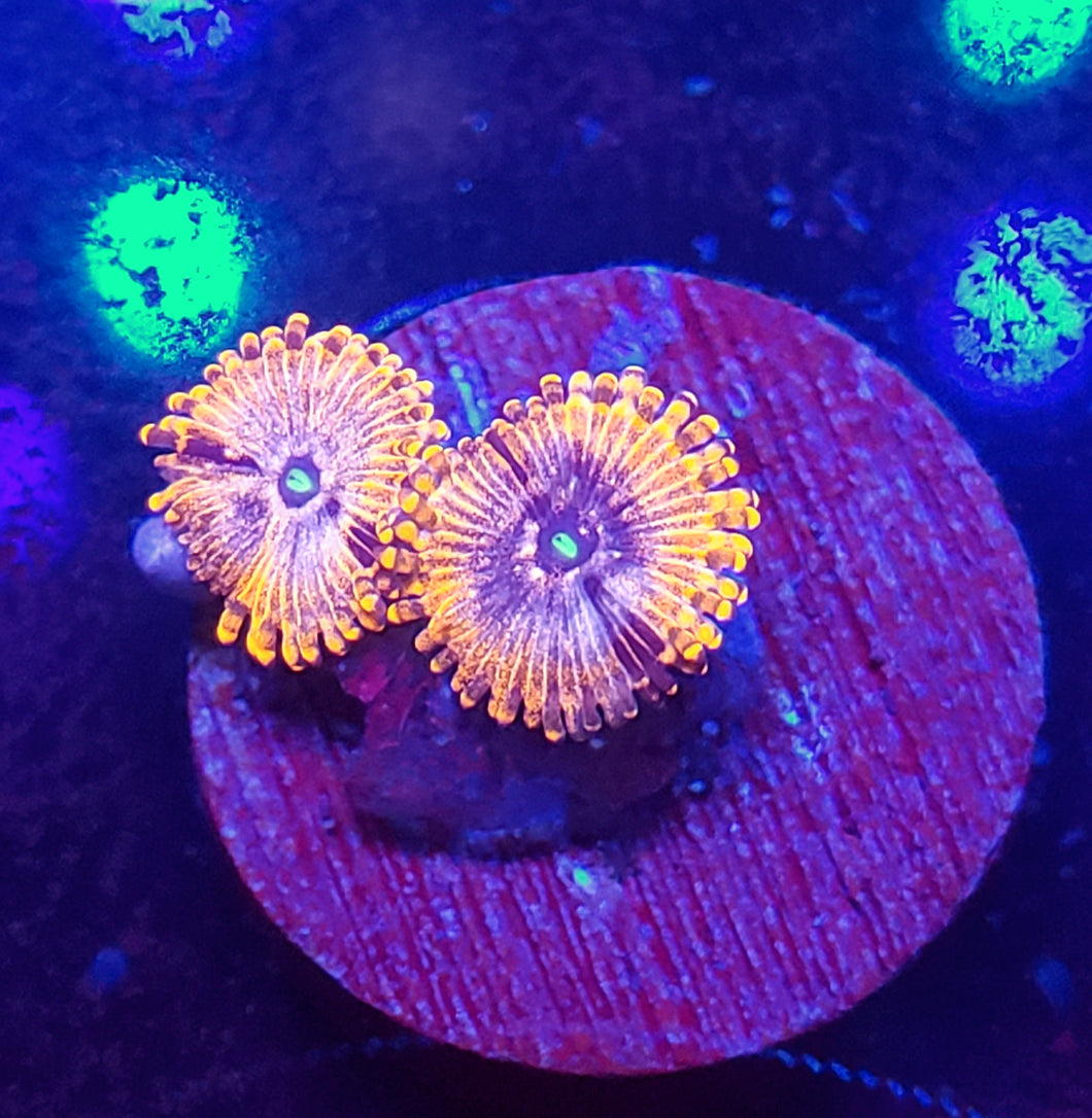 Unknown Ultra Red Zoas