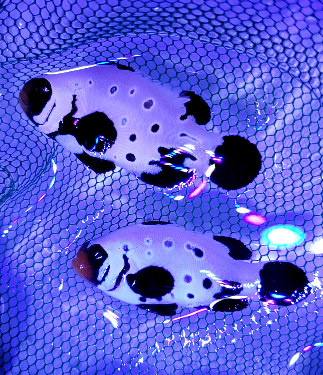 SA Frostbite Absolute Zero Clownfish Pair