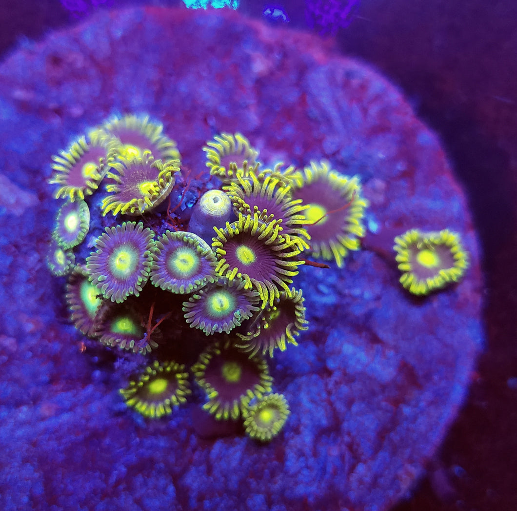 Unknown Blue & Yellow Zoa Disk