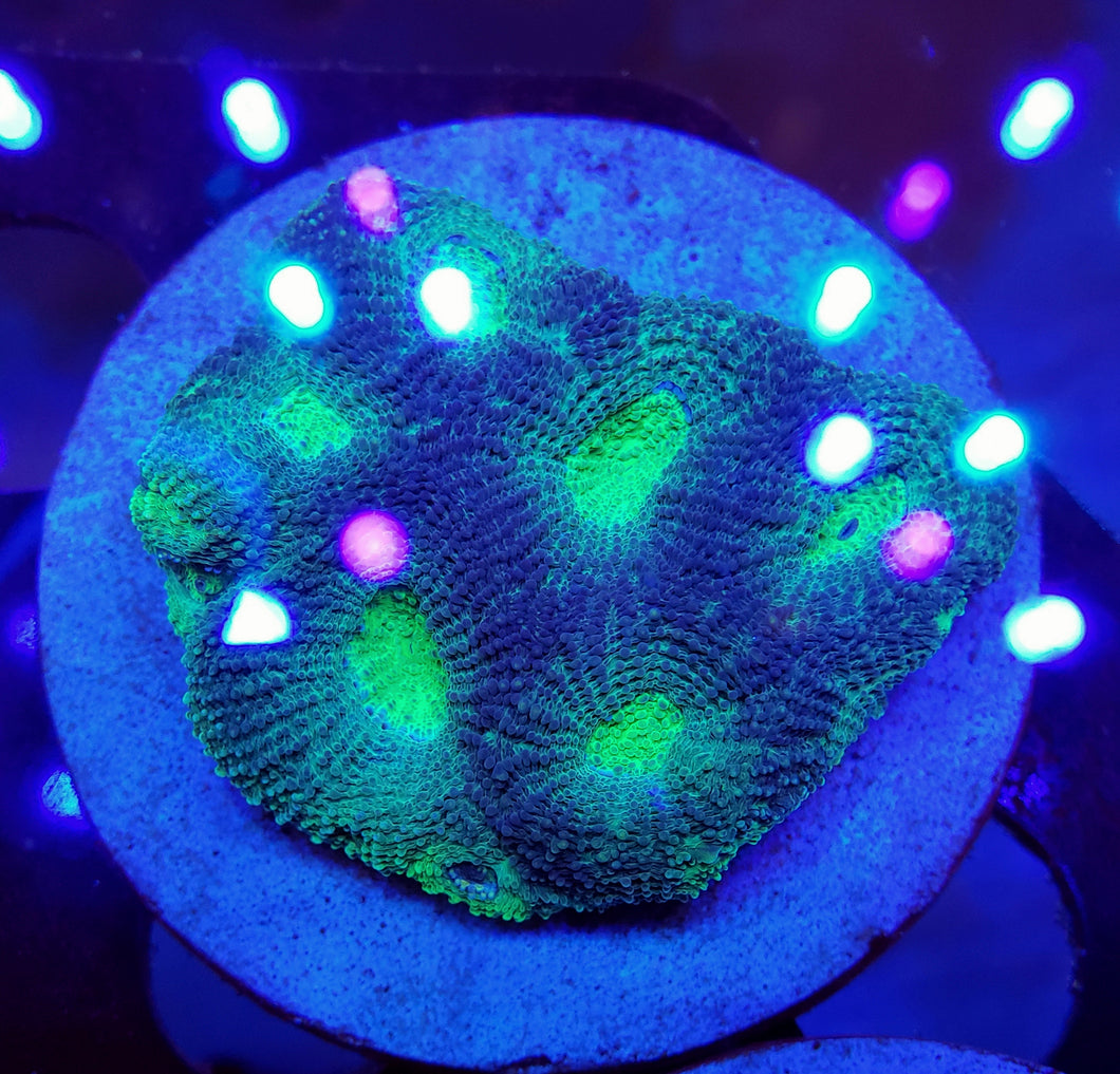 Primal Void Echinata Disk