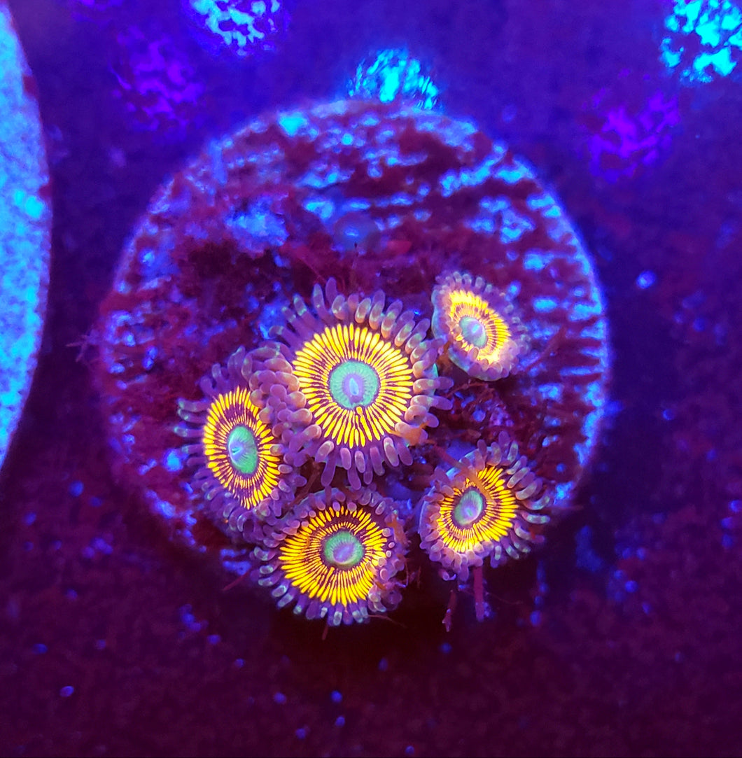 Gobstopper Zoas