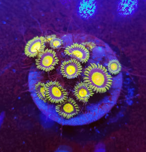 King Midas Zoas