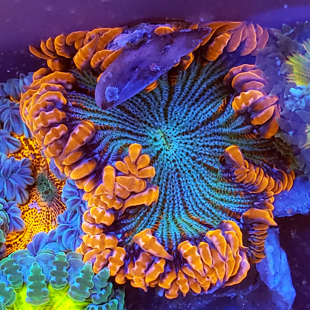 Ultra Red Bubbly Zebra Flower Anemone