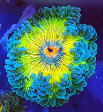 Pink Center Highlighter Zebra Flower Anemone