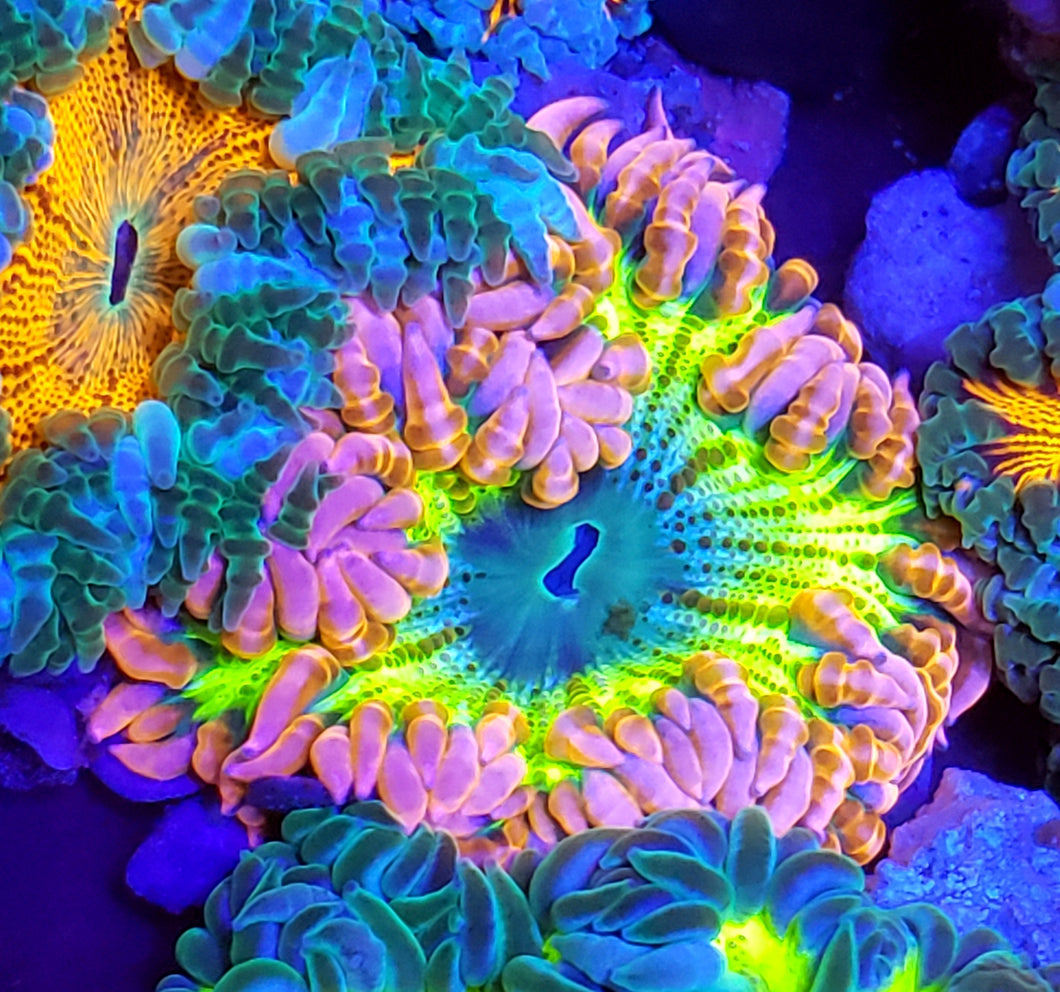 Hot Pink Bi-color Zebra Flower Anemone