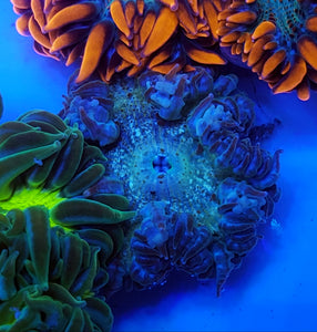 Blue/ Green Flower Anemone