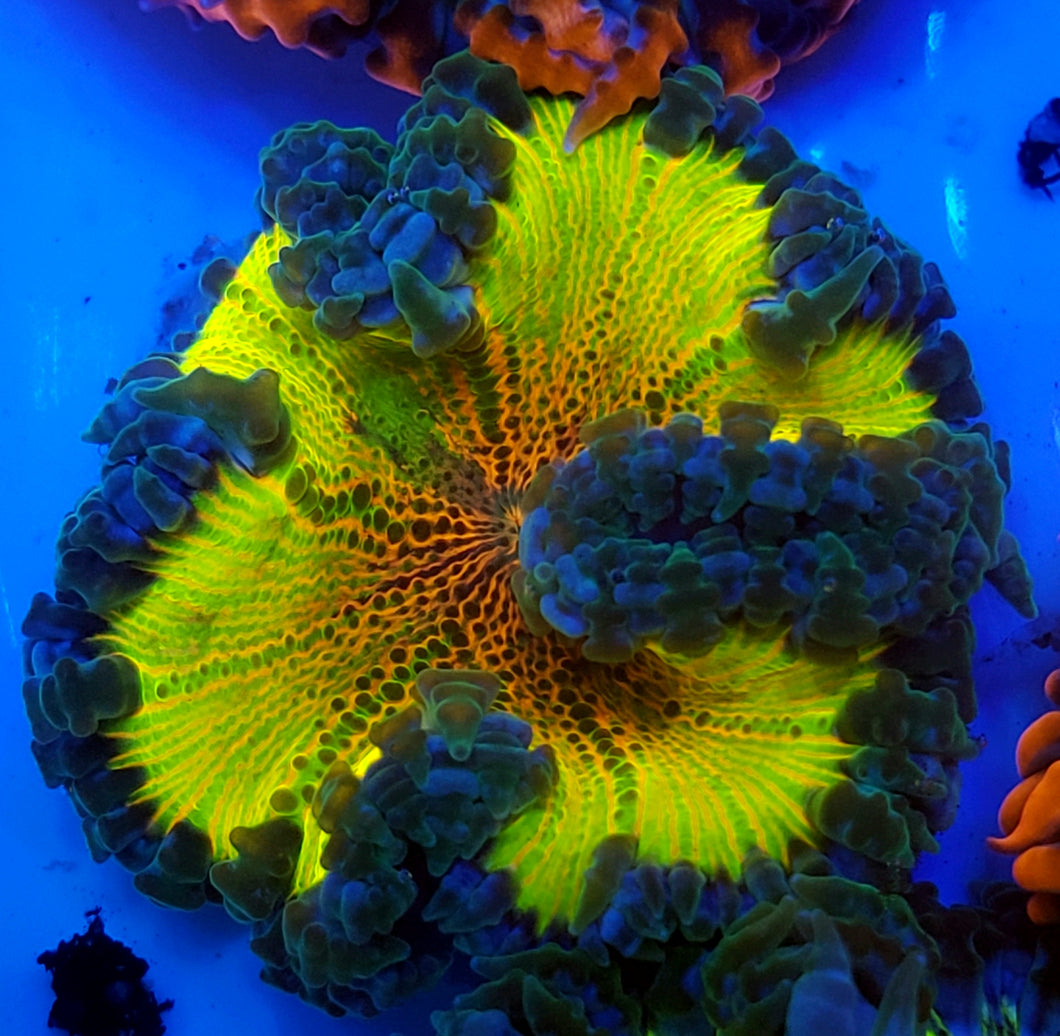 Rainbow Kaleidoscope Flower Anemone