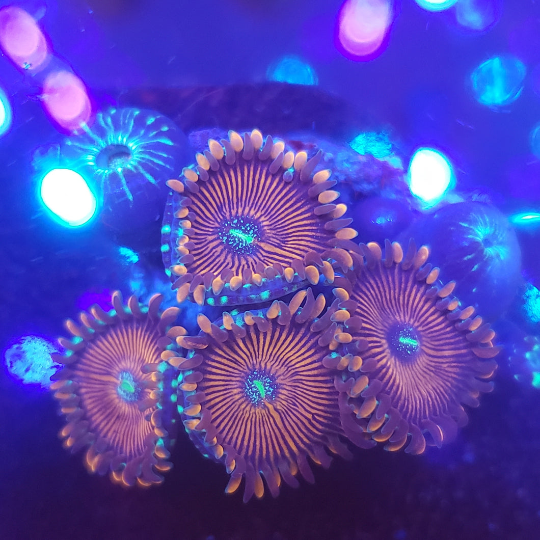 JF Crazy Lady Zoas