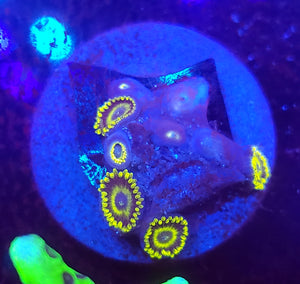 LA Laker Zoas