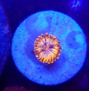 Utter Chaos Zoa