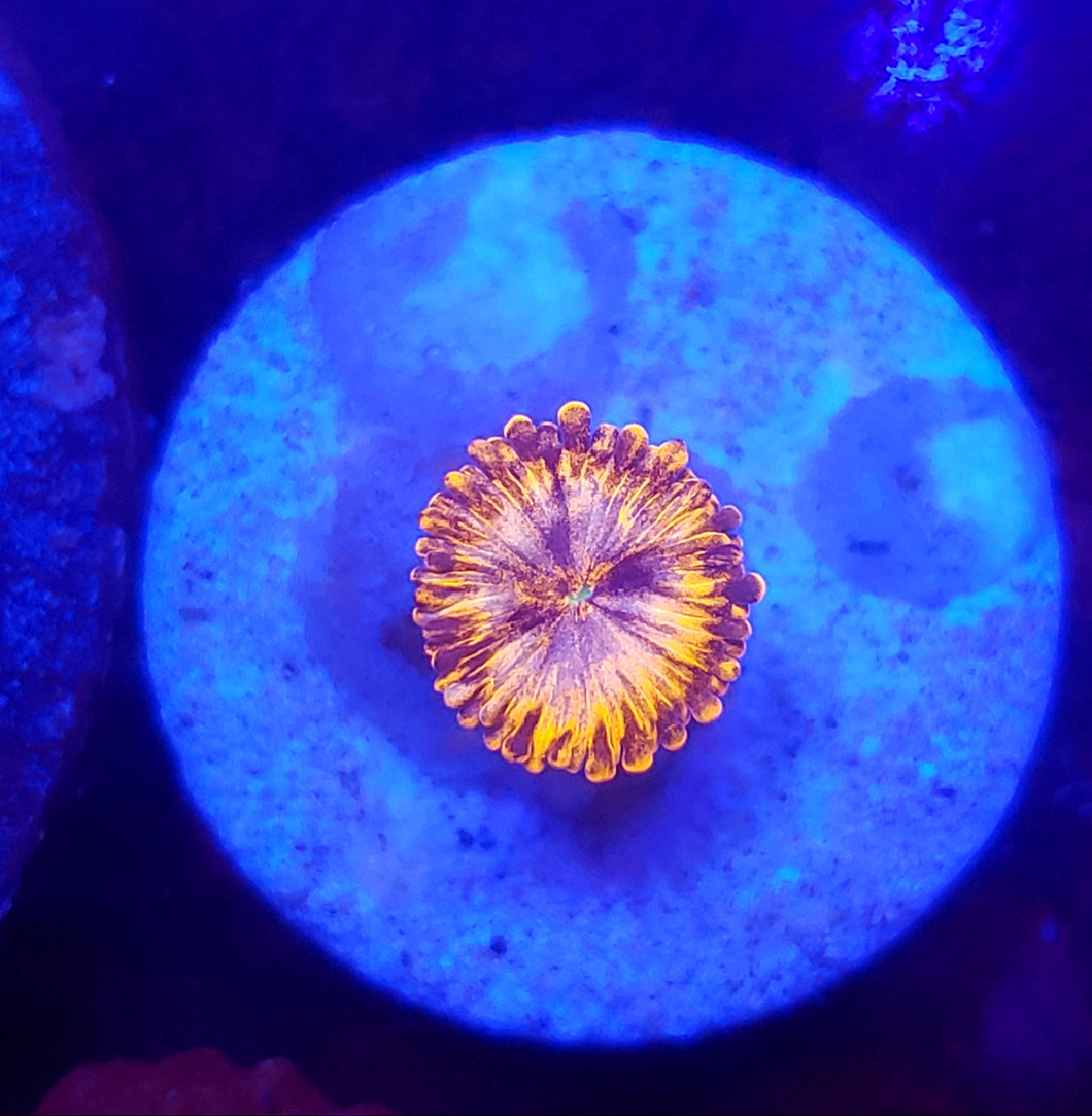 Utter Chaos Zoa