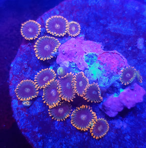 Unknown Orange Zoa Disk