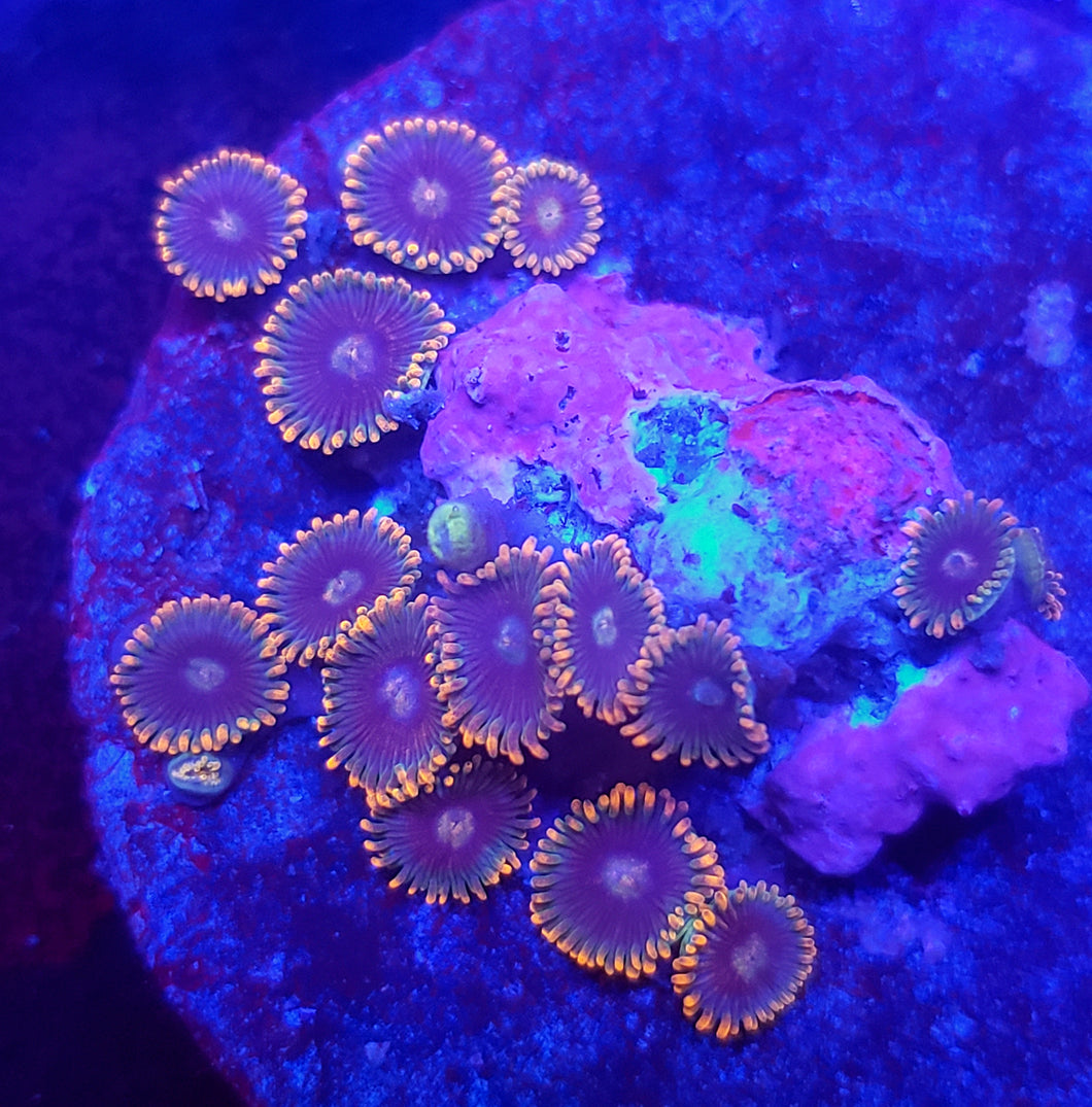 Unknown Orange Zoa Disk