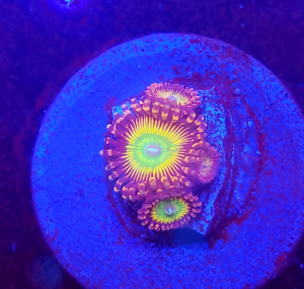 CB Bowser Zoas