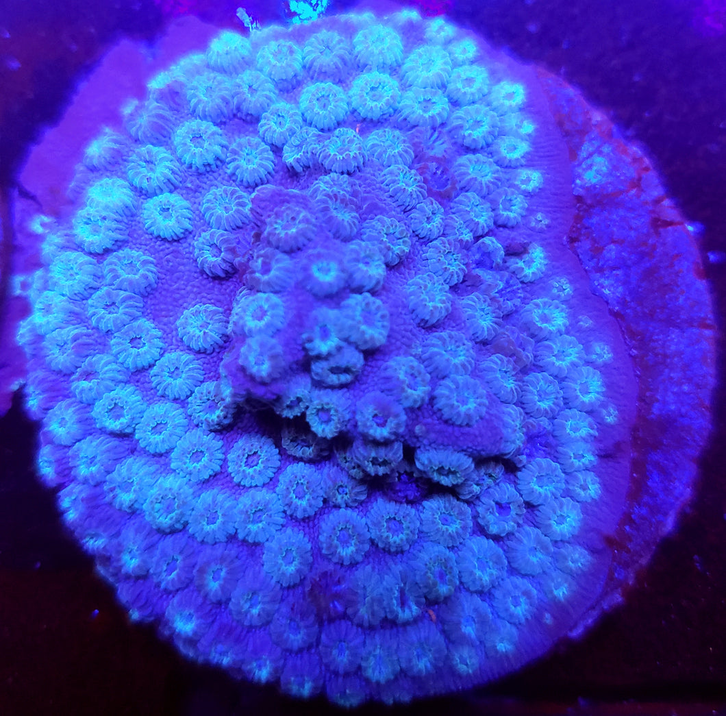 Blue Frost Cyphastrea Disk