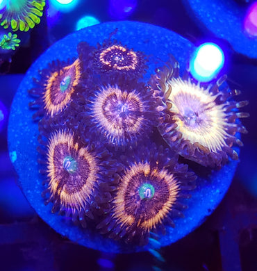 Pink Zipper Zoas