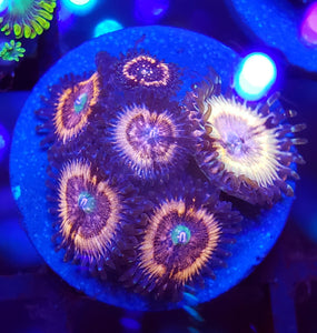 Pink Zipper Zoas