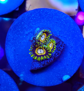 Ice Breaker Zoas