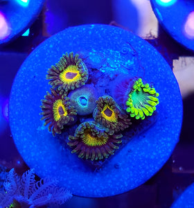 Marley Morphs + Radio Active Dragon Eye Zoas