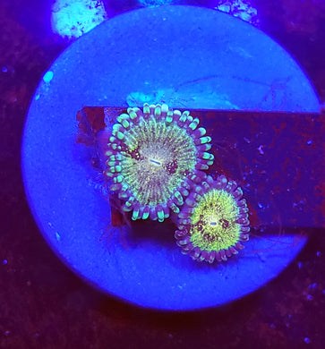 Antivenom Zoas
