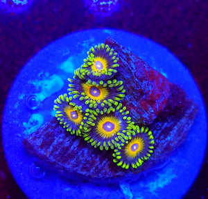 Super Saiyan Zoas