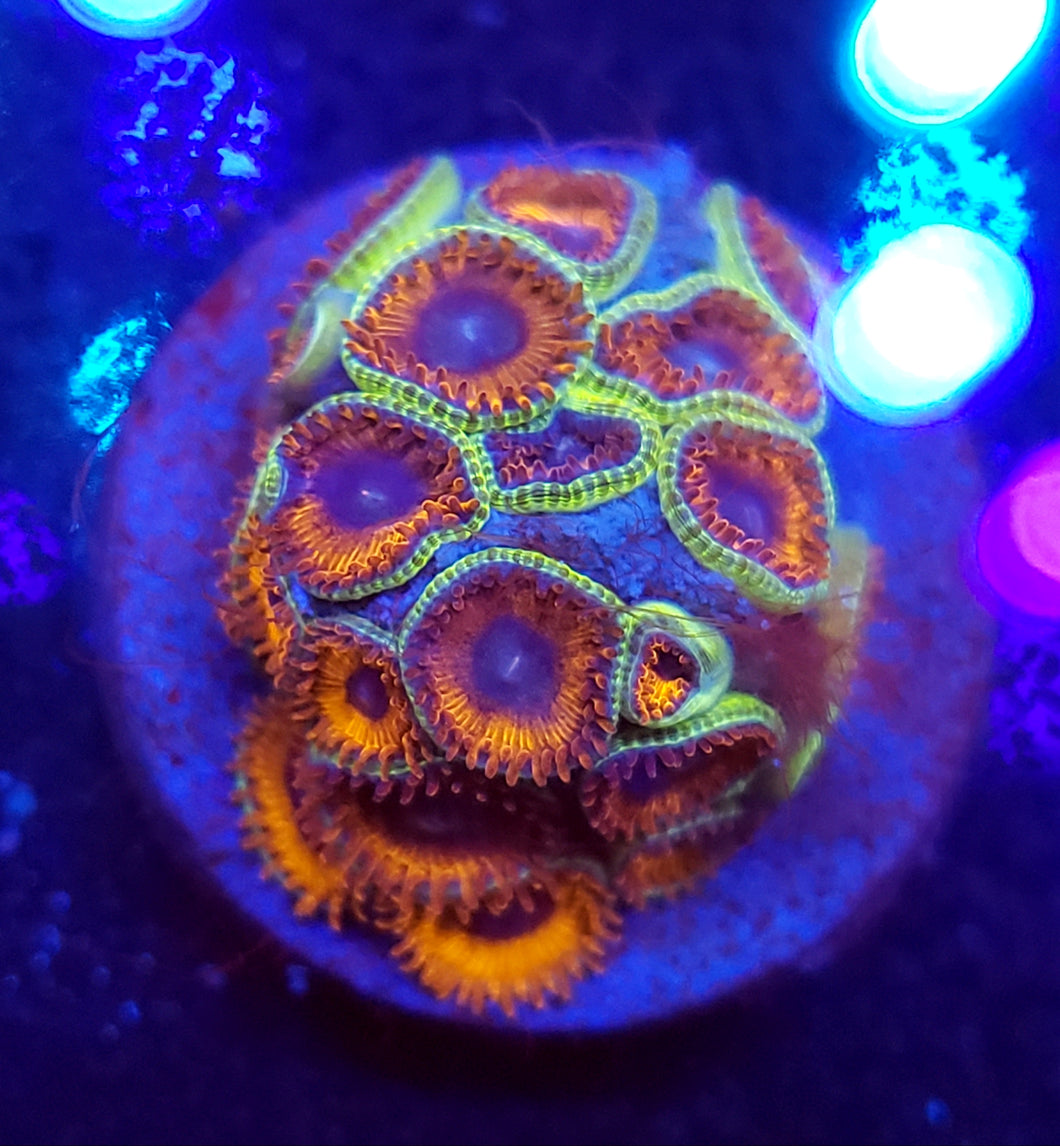 Charmander Zoas