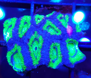 Green & Blue Acan Chunk